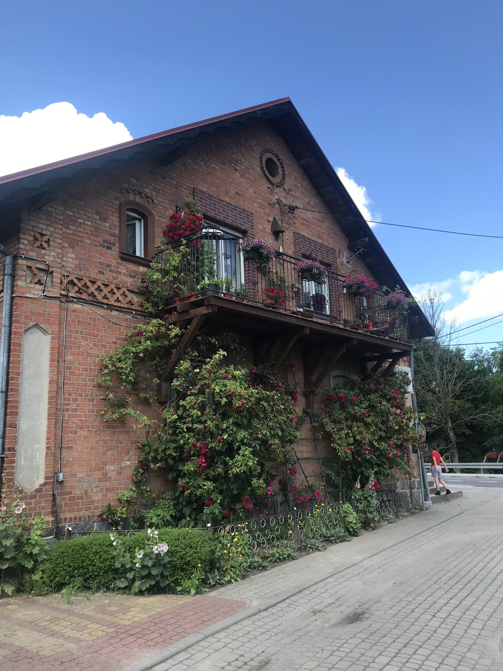 dom z czerwonej cegły, widać ścianę domu porośnięta różami, jest też balkon a z niego zwisają różowe i fioletowe surfinie